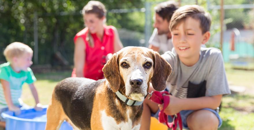 main of Dog Adoption Can Introduce You to Your New Best Friend